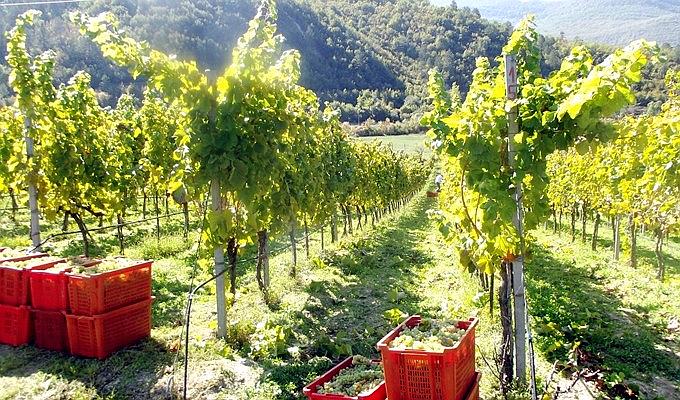 Vineyards of Zilavka in Herzegovina